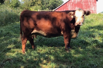 Golden Harvest Production Sale featured photo 2