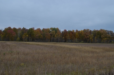 80A offered in 2 Tracts, Beard Rd, Shiawassee County featured photo 11