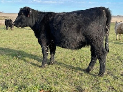 Holbrook Cattle Liquidation, Hastings featured photo