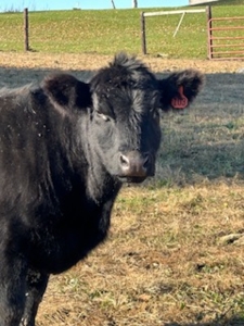 Holbrook Cattle Liquidation, Hastings featured photo 2