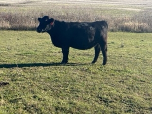 Holbrook Cattle Liquidation, Hastings featured photo 4