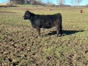 Holbrook Cattle Liquidation, Hastings featured photo 5