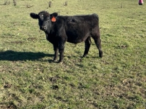 Holbrook Cattle Liquidation, Hastings featured photo 6