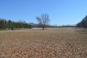 15 Vacant Acres featured photo 4